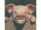 Laughing Pig.gif